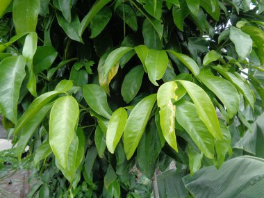 Gnetum gnemon (ayrıca gnemon, melinjo, belinjo, kuliat, culiat, bago, bigo ve padi yulaf olarak da bilinir) doğal bir arka planı vardır.