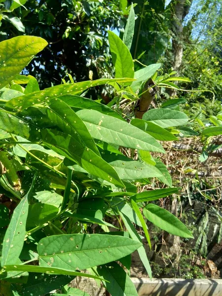 Beflügelte Bohne Indonesisch Kecipir Mit Natürlichem Hintergrund — Stockfoto