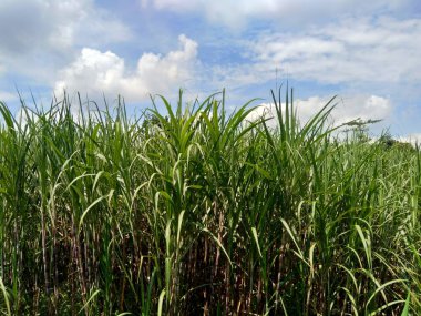 Doğal bir geçmişi olan şeker kamışı.