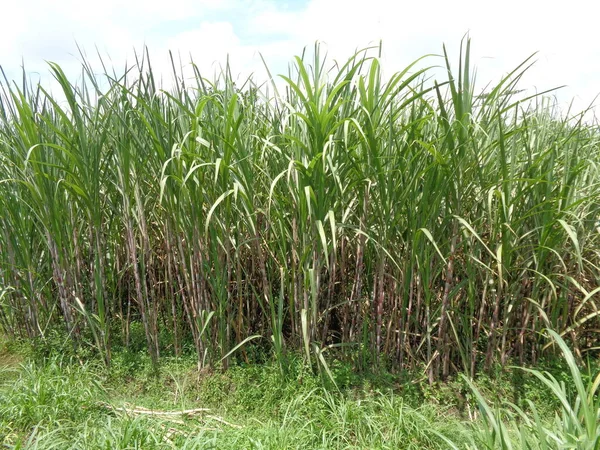 Sugar Cane Natural Background — Stock Photo, Image