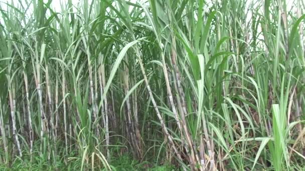 Caña Azúcar Con Fondo Natural — Vídeos de Stock