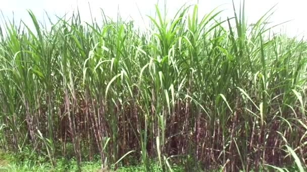 Caña Azúcar Con Fondo Natural — Vídeo de stock