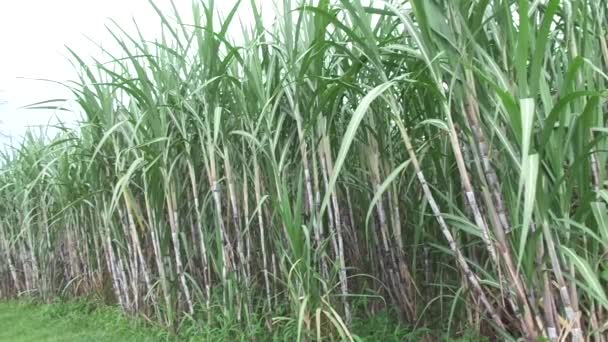 Сахарный Тростник Естественным Фоном — стоковое видео