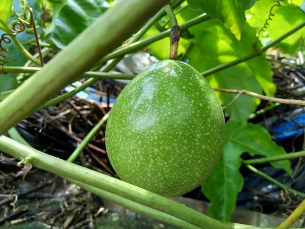 Fruta Pasión Con Fondo Natural —  Fotos de Stock