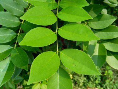 Dalbergia latifolia (sonokeling, sanakeling, gül ağacı olarak da bilinir) doğal bir geçmişi vardır..