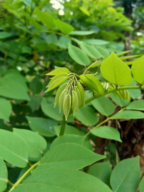 Dalbergia latifolia (sonokeling, sanakeling, gül ağacı olarak da bilinir) doğal bir geçmişi vardır..