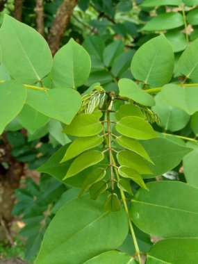 Dalbergia latifolia (sonokeling, sanakeling, gül ağacı olarak da bilinir) doğal bir geçmişi vardır..