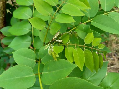 Dalbergia latifolia (sonokeling, sanakeling, gül ağacı olarak da bilinir) doğal bir geçmişi vardır..