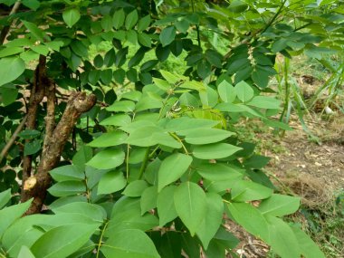 Dalbergia latifolia (sonokeling, sanakeling, gül ağacı olarak da bilinir) doğal bir geçmişi vardır..