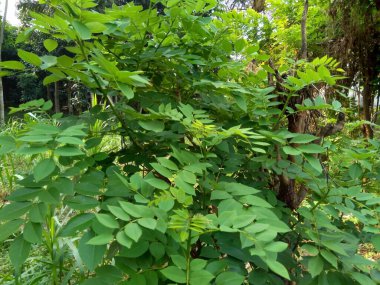 Dalbergia latifolia (sonokeling, sanakeling, gül ağacı olarak da bilinir) doğal bir geçmişi vardır..