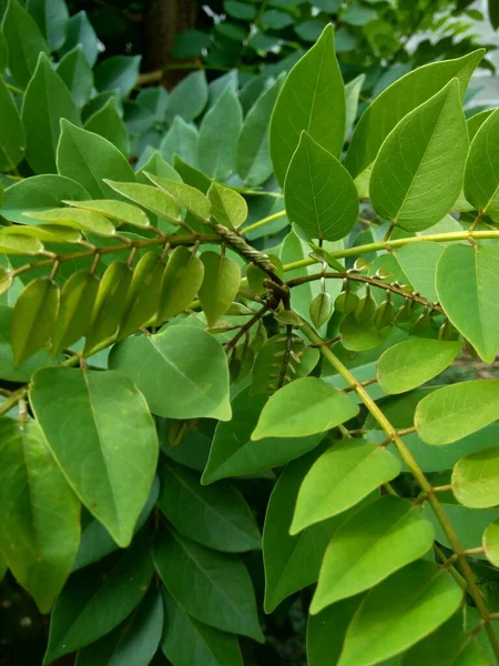 Dalbergia Latifolia Sonokeling Sanakeling Gül Ağacı Olarak Bilinir Doğal Bir — Stok fotoğraf