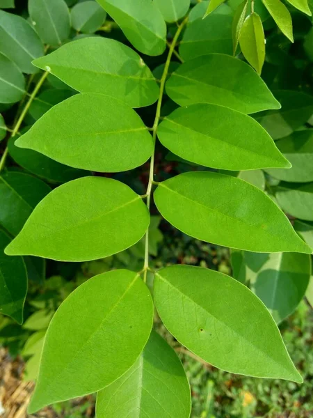 Dalbergia Latifolia También Conocida Como Sonokeling Sanakeling Palisandro Con Fondo — Foto de Stock