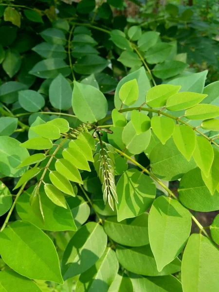 具有自然背景的Dalbergia Latifolia 也称为Sonokeling Sanakeling Rosewood — 图库照片