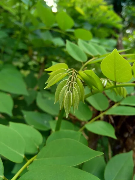 Dalbergia Latifolia Auch Als Sonokeling Sanakeling Palisander Bekannt Mit Natürlichem — Stockfoto