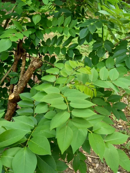 Dalbergia Latifolia Известная Sonokeling Sanakeling Rosewood Естественным Фоном — стоковое фото