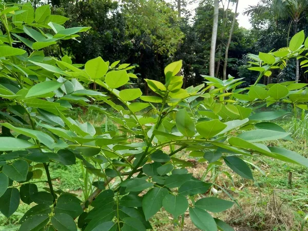 Dalbergia Latifolia Även Känd Som Sonokeling Sanakeling Rosenträ Med Naturlig — Stockfoto