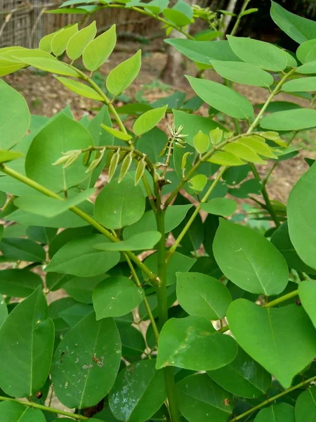 Dalbergia Latifolia Auch Als Sonokeling Sanakeling Palisander Bekannt Mit Natürlichem — Stockfoto