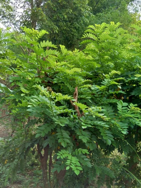 Dalbergia Latifolia Известная Sonokeling Sanakeling Rosewood Естественным Фоном — стоковое фото