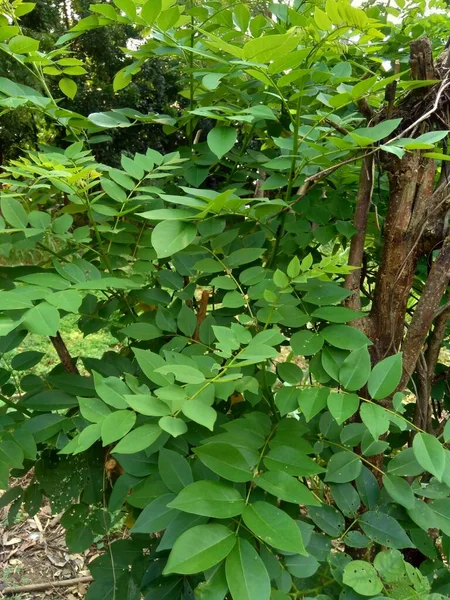 Dalbergia Latifolia Επίσης Γνωστή Sonokeling Sanakeling Rosewood Φυσικό Υπόβαθρο — Φωτογραφία Αρχείου