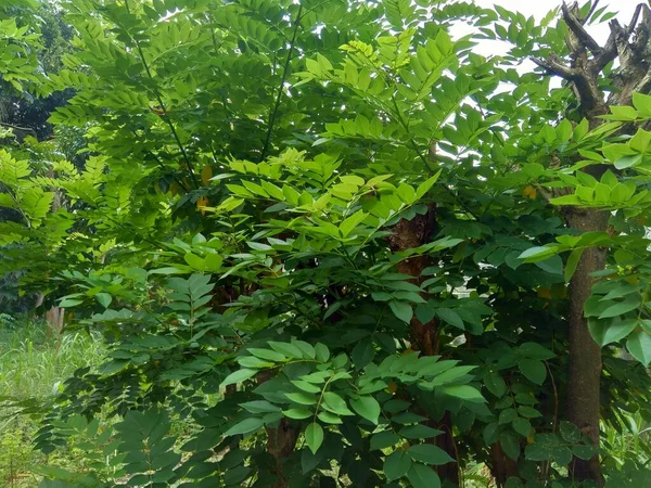 Dalbergia Latifolia Juga Dikenal Sebagai Sonokeling Sanakeling Rosewood Dengan Latar — Stok Foto