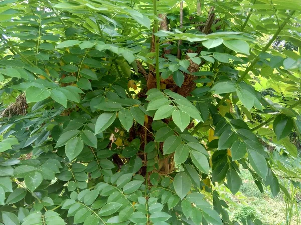 Dalbergia Latifolia Sonokeling Sanakeling Gül Ağacı Olarak Bilinir Doğal Bir — Stok fotoğraf