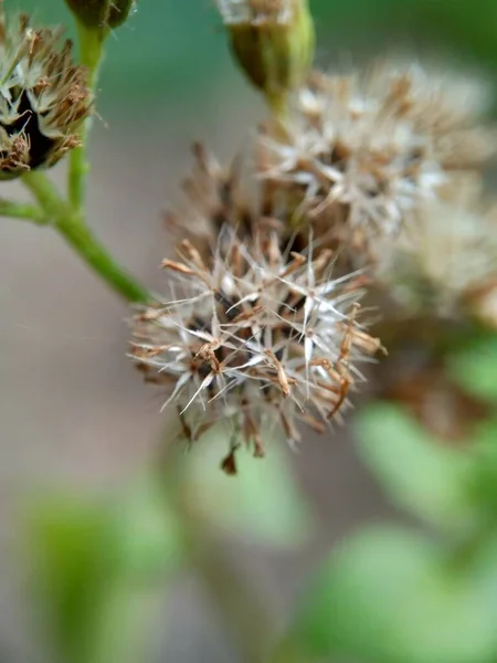 Macro Shot Bandotan Ageratum Conyzoides Est Type Mauvaise Herbe Agricole — Photo