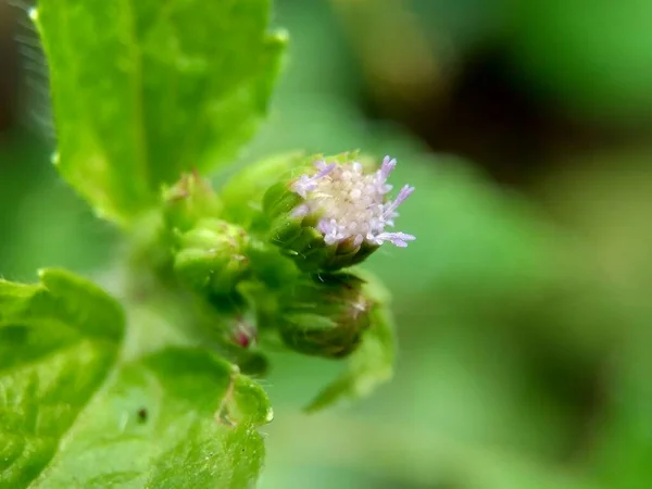 大麻黄 Ageratum Conyzoides 是一种农业杂草 属于紫锥菊科 用于对抗痢疾 杀虫剂和杀线虫剂 — 图库照片