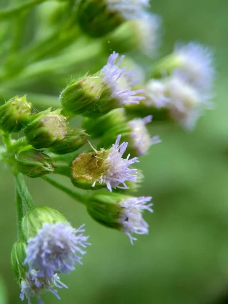 마크로 Macro Shot Bandotan Ageratum Conyzoides 아과의 일종이다 이질과 살충제와 — 스톡 사진