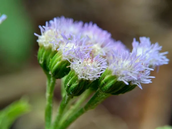 マクロショットバンドタン Ageratum Conyzoides アスター科に属する農業用雑草の一種 赤痢や下痢 殺虫剤やネメチサイドに対して使用する — ストック写真