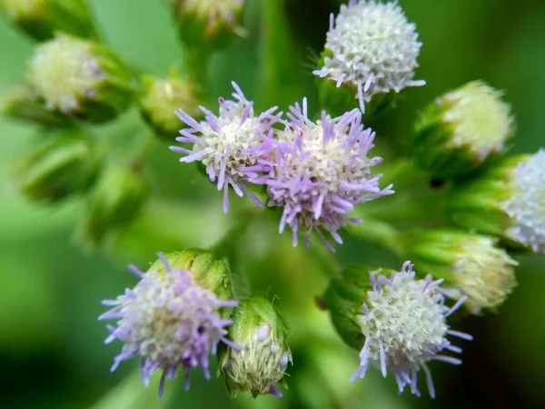 Makro Shot Bandotan Ageratum Conyzoides Typ Lantbruksogräs Som Tillhör Stammen — Stockfoto