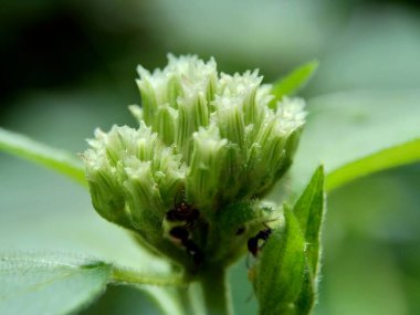 Macro Chromolaena odorata (minjangan, Siyam otu, Noel çalısı, şeytan otu, diş ipi çiçeği, Triffid) çiçeği. Yabani otlar doğada yeşildir. Toprak doğurganlık yok edici bitkiler..