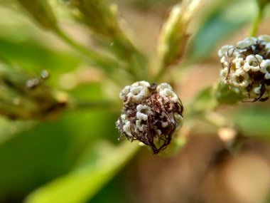 Macro Chromolaena odorata (minjangan, Siyam otu, Noel çalısı, şeytan otu, diş ipi çiçeği, Triffid) çiçeği. Yabani otlar doğada yeşildir. Toprak doğurganlık yok edici bitkiler..