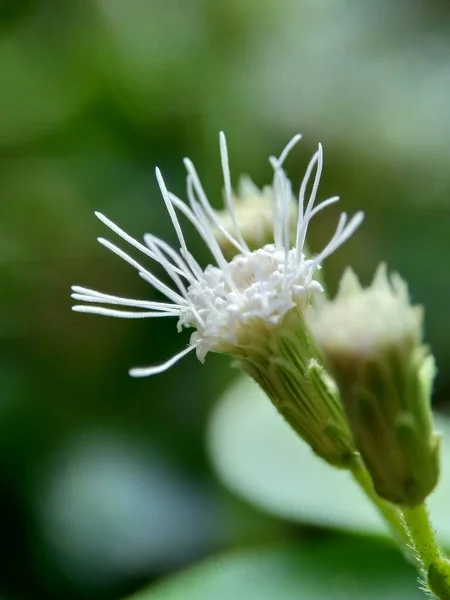 Macro Disparó Chromolaena Odorata Minjangan Hierba Siam Arbusto Navidad Hierba — Foto de Stock