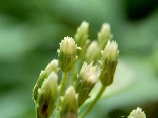 Makro Strzał Chromolaena Odorata Minjangan Zioło Syjamu Krzak Bożego Narodzenia — Zdjęcie stockowe