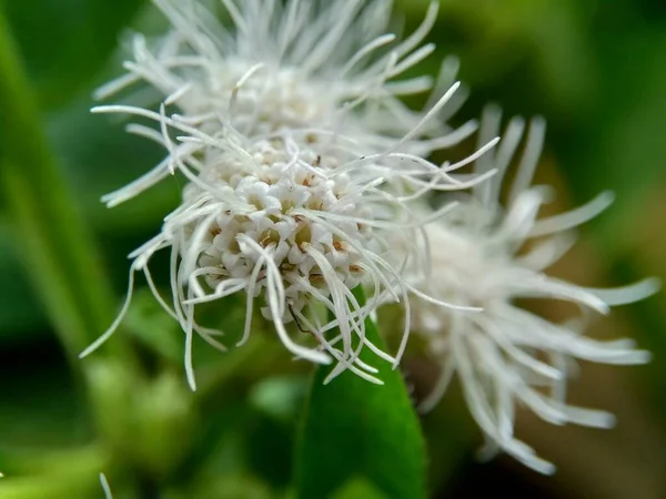 Макро Выстрелил Цветок Chromolaena Odorata Minjangan Siam Weed Christmas Bush — стоковое фото