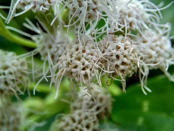 Makroaufnahme Chromolaena Odorata Minjangan Siam Unkraut Weihnachtsstrauch Teufelskraut Seidenblume Triffid — Stockfoto