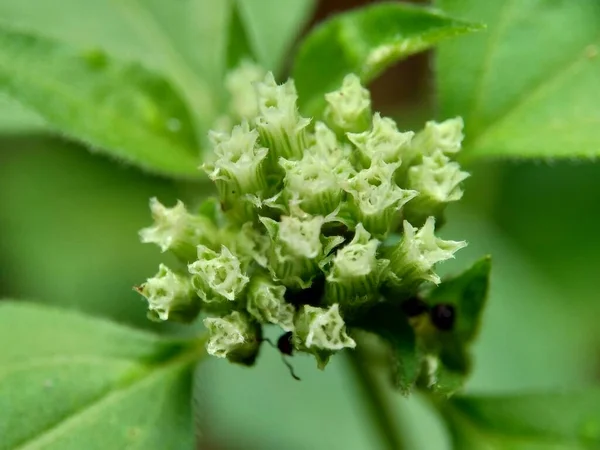 Макро Выстрелил Цветок Chromolaena Odorata Minjangan Siam Weed Christmas Bush — стоковое фото