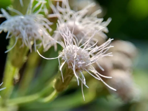 Macro Shot Chromolaena Odorata Minjangan Siam Weed Christmas Bush Devil — Stock Photo, Image