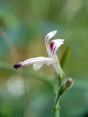 Doğada yeşil Andrographis paniklemesini (creat, sambiloto, yeşil chireta) kapatın. Acanthaceae familyasından yıllık bir bitkidir. Acı tadı olan şifalı bitkiler..