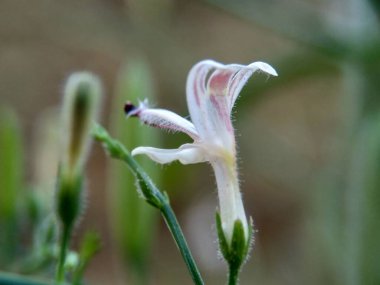 Doğada yeşil Andrographis paniklemesini (creat, sambiloto, yeşil chireta) kapatın. Acanthaceae familyasından yıllık bir bitkidir. Acı tadı olan şifalı bitkiler..