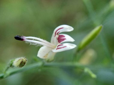 Doğada yeşil Andrographis paniklemesini (creat, sambiloto, yeşil chireta) kapatın. Acanthaceae familyasından yıllık bir bitkidir. Acı tadı olan şifalı bitkiler..