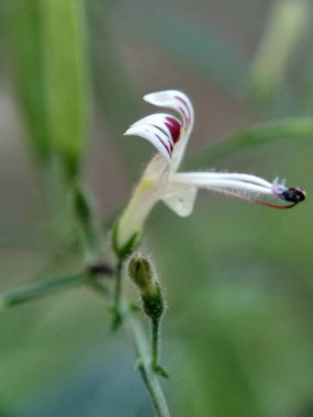 Doğada yeşil Andrographis paniklemesini (creat, sambiloto, yeşil chireta) kapatın. Acanthaceae familyasından yıllık bir bitkidir. Acı tadı olan şifalı bitkiler..