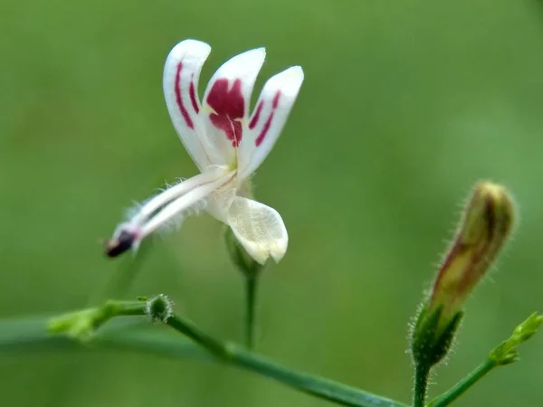 Close Green Andrographis Paniculata Creat Sambiloto Chireta Verde Naturaleza Una — Foto de Stock