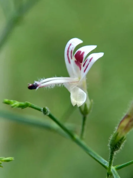 Закройте Зеленый Andrographis Paniculata Creat Sambiloto Green Chireta Природе Является — стоковое фото