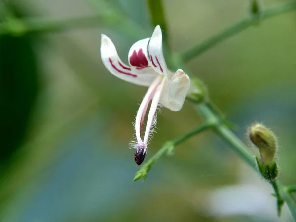 Close Green Andrographis Paniculata Creat Sambiloto Chireta Verde Naturaleza Una — Foto de Stock