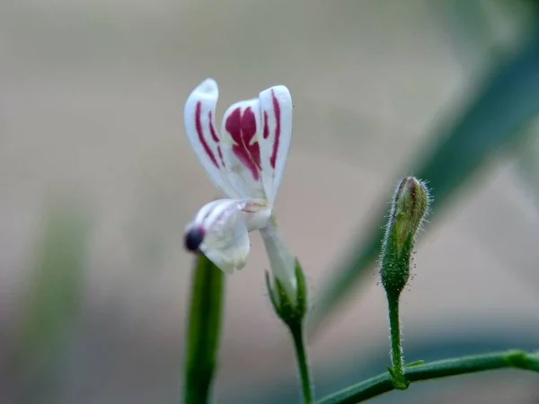 在自然界中关闭绿色仙人掌 Creat Sambiloto Green Chireta 它是一种一年生草本植物 在刺槐科植物中 苦味草药 — 图库照片