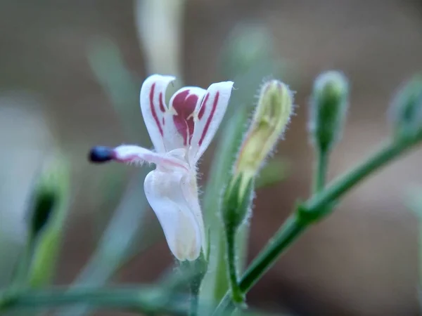 在自然界中关闭绿色仙人掌 Creat Sambiloto Green Chireta 它是一种一年生草本植物 在刺槐科植物中 苦味草药 — 图库照片