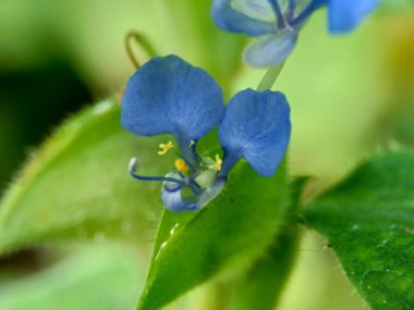 Commelina diferusa (dağcılık gündüz çiçeği veya yayılan gün çiçeği) doğal bir arka plan ile makro fotoğraf.