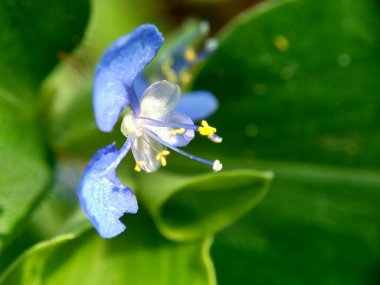 Commelina diferusa (dağcılık gündüz çiçeği veya yayılan gün çiçeği) doğal bir arka plan ile makro fotoğraf.