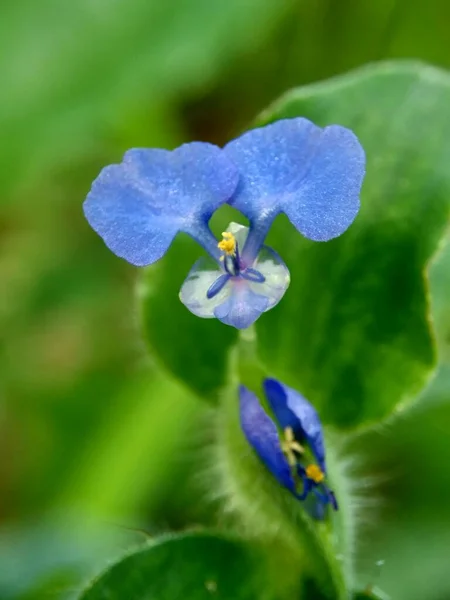 Commelina Diferusa Dağcılık Gündüz Çiçeği Veya Yayılan Gün Çiçeği Doğal — Stok fotoğraf